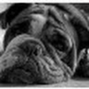 Meet your Posher, Dan